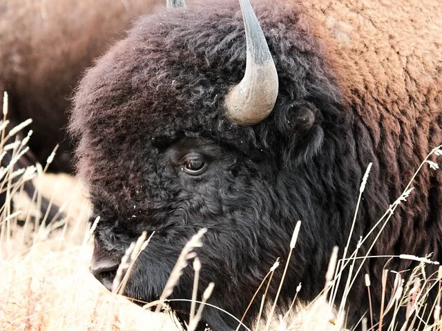 Close-up of a bison's head grazing in the dry grass.