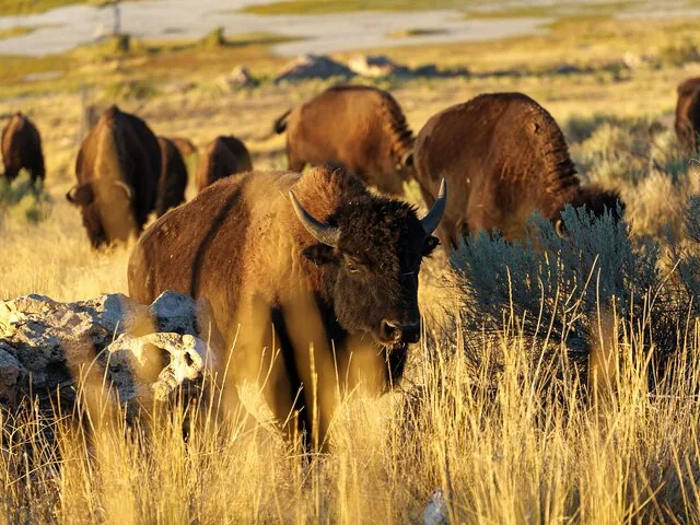 A herd of bison grazing in the golden light on Antelope Island.