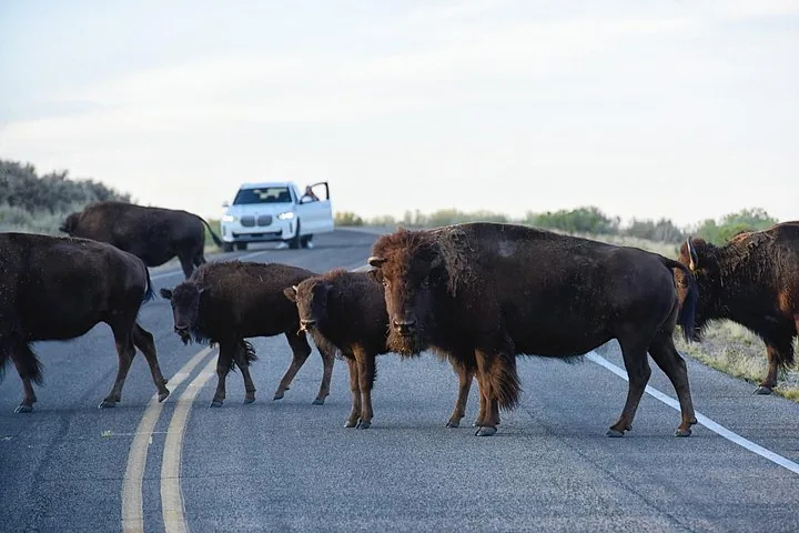 Bison crossing a road on Antelope Island with a car stopped behind them.