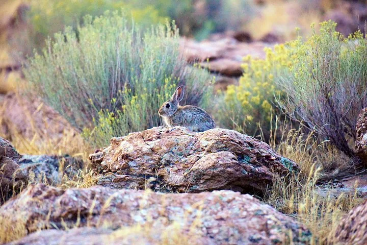 A rabbit sitting on a rock in the brush on Antelope Island.