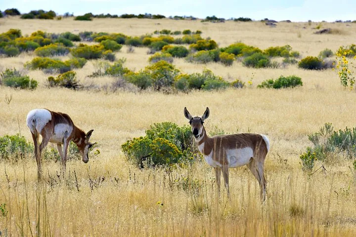 Two pronghorn antelopes standing in a grassy field on Antelope Island.