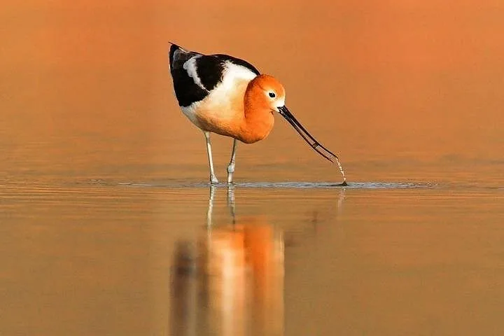 An American Avocet bird wading in the shallow waters of Great Salt Lake.